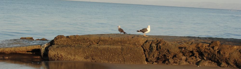 Maria del Mar Mancha-Cisneros