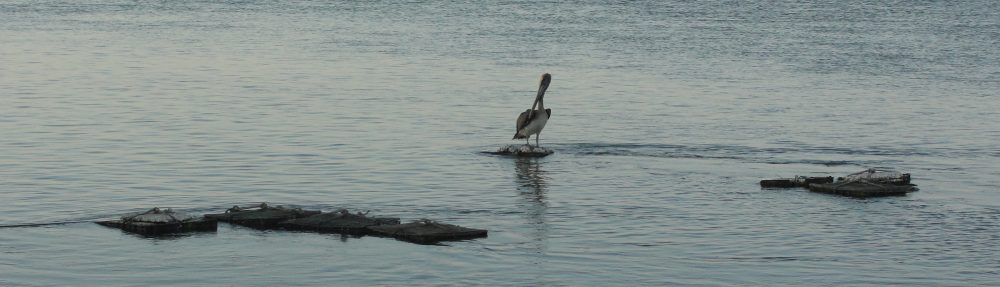 Maria del Mar Mancha-Cisneros
