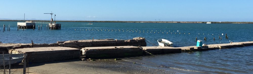 Maria del Mar Mancha-Cisneros