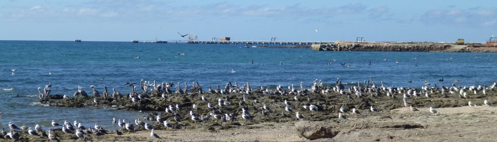Maria del Mar Mancha-Cisneros