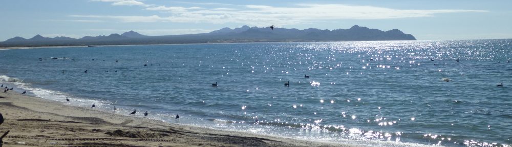 Maria del Mar Mancha-Cisneros