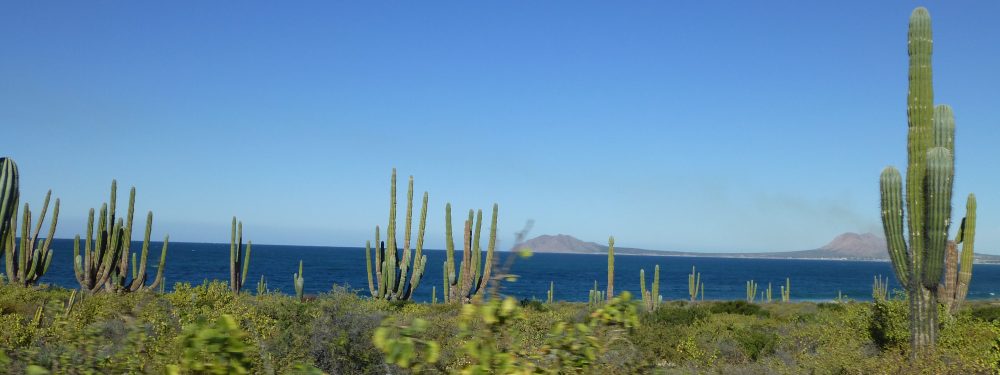 Maria del Mar Mancha-Cisneros