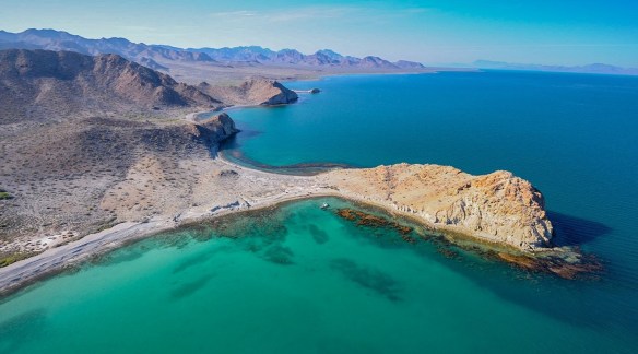 Gulf_of_California_RGI_Sargassum_Thor_Morales_02